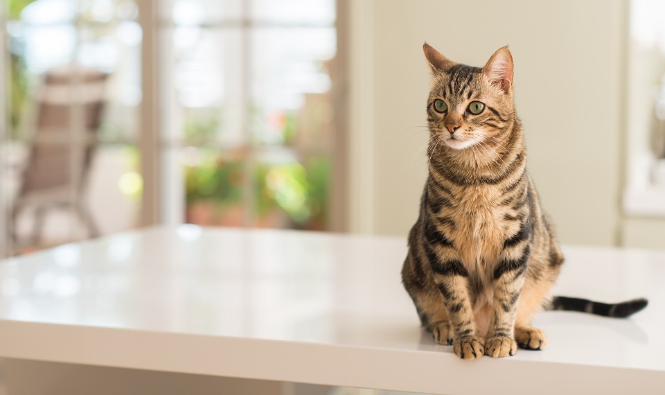 Comment donner à manger à son chat ?