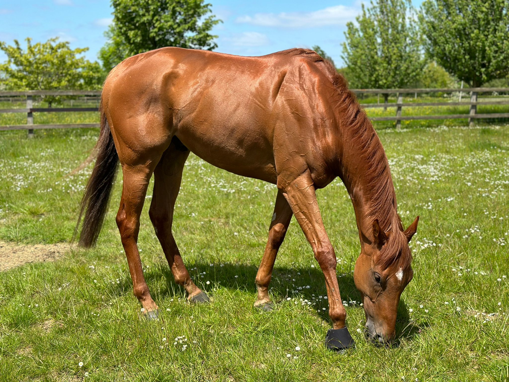 Forca Brasil 16hh 4YO Chestnut Gelding Racehorse Trader