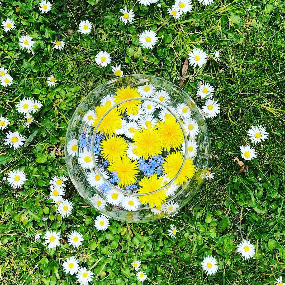 How To Make Dandelion Flower Essence Best Flower Site