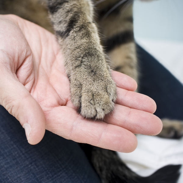 Como cortar a unha do gato em casa? Veja nossas 4 dicas! Baw Waw