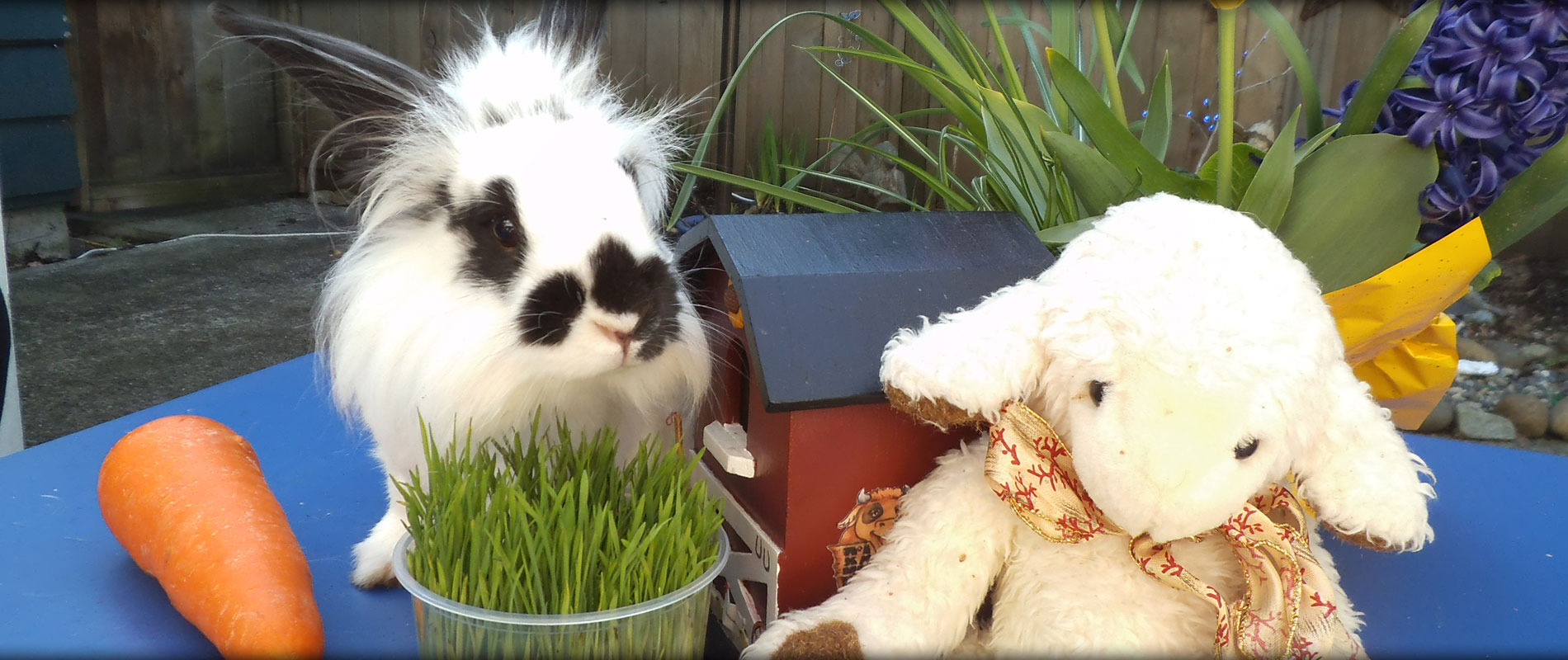 A Children's Guide To Rabbits with Radar and Jupiter and Their Capilano