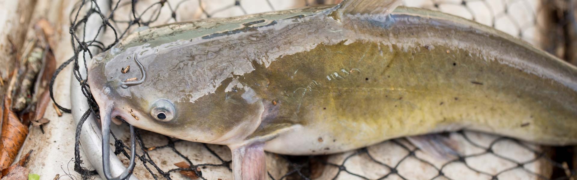 Catfish Fishing Guides Kansas Fishing Outfitters Fishing in Kansas