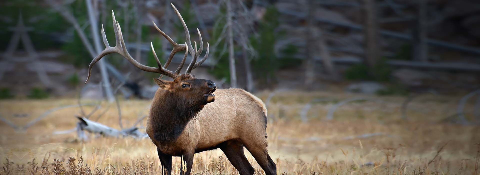 Rafter Y Ranch & Outfitters