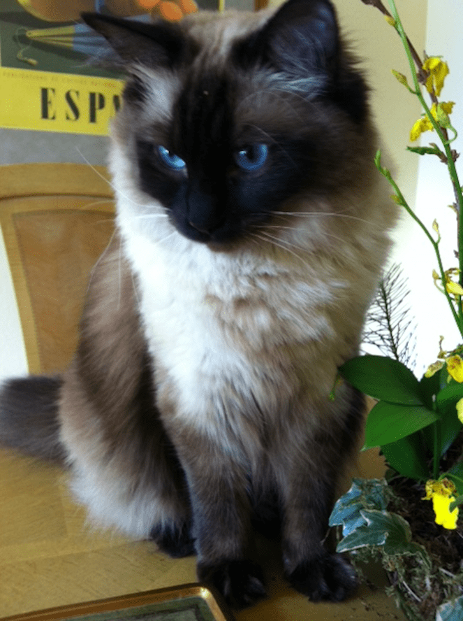 Ragmeister Ragdoll Kitten Review