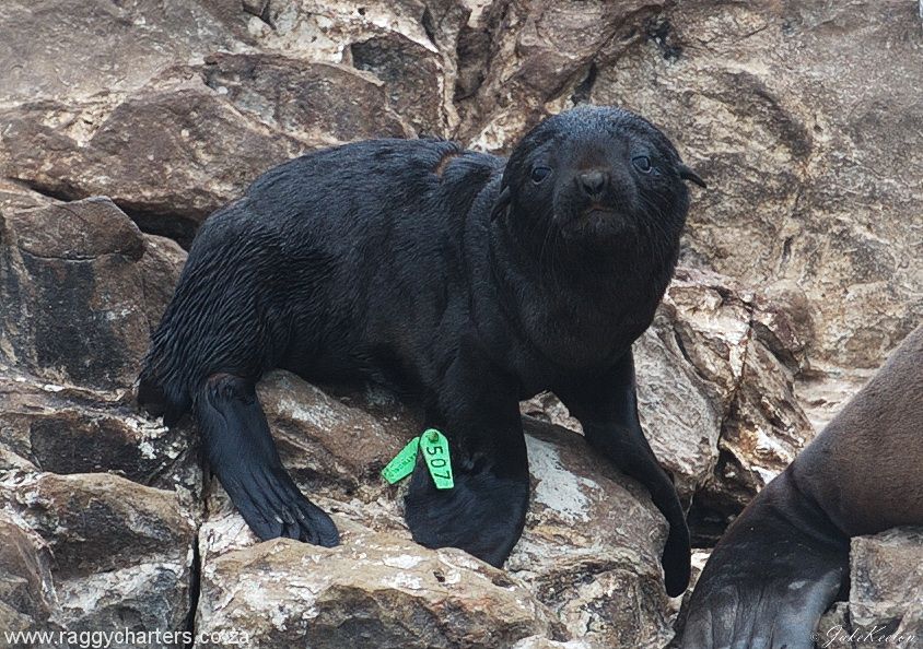 Seals Pups get a second Chance at Life