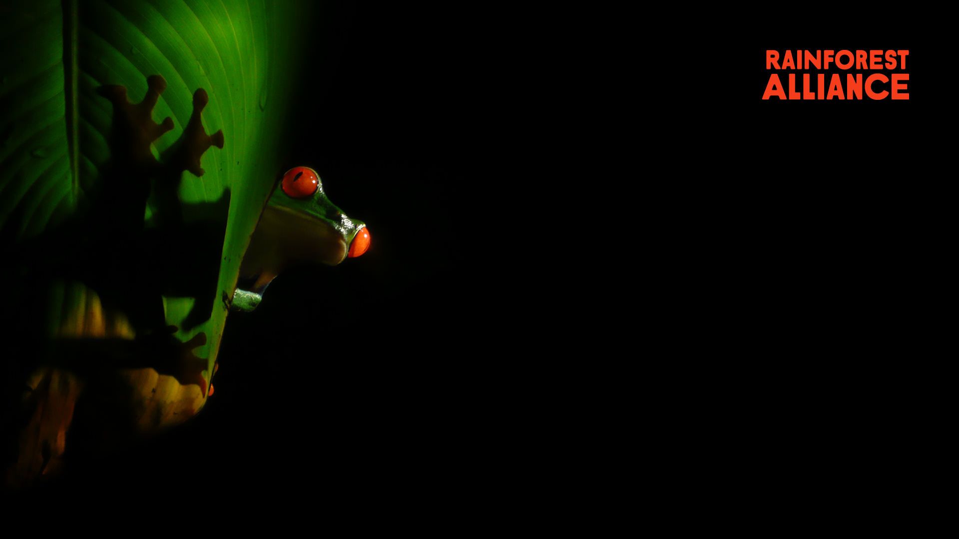 Zoom Virtual Background Jungle