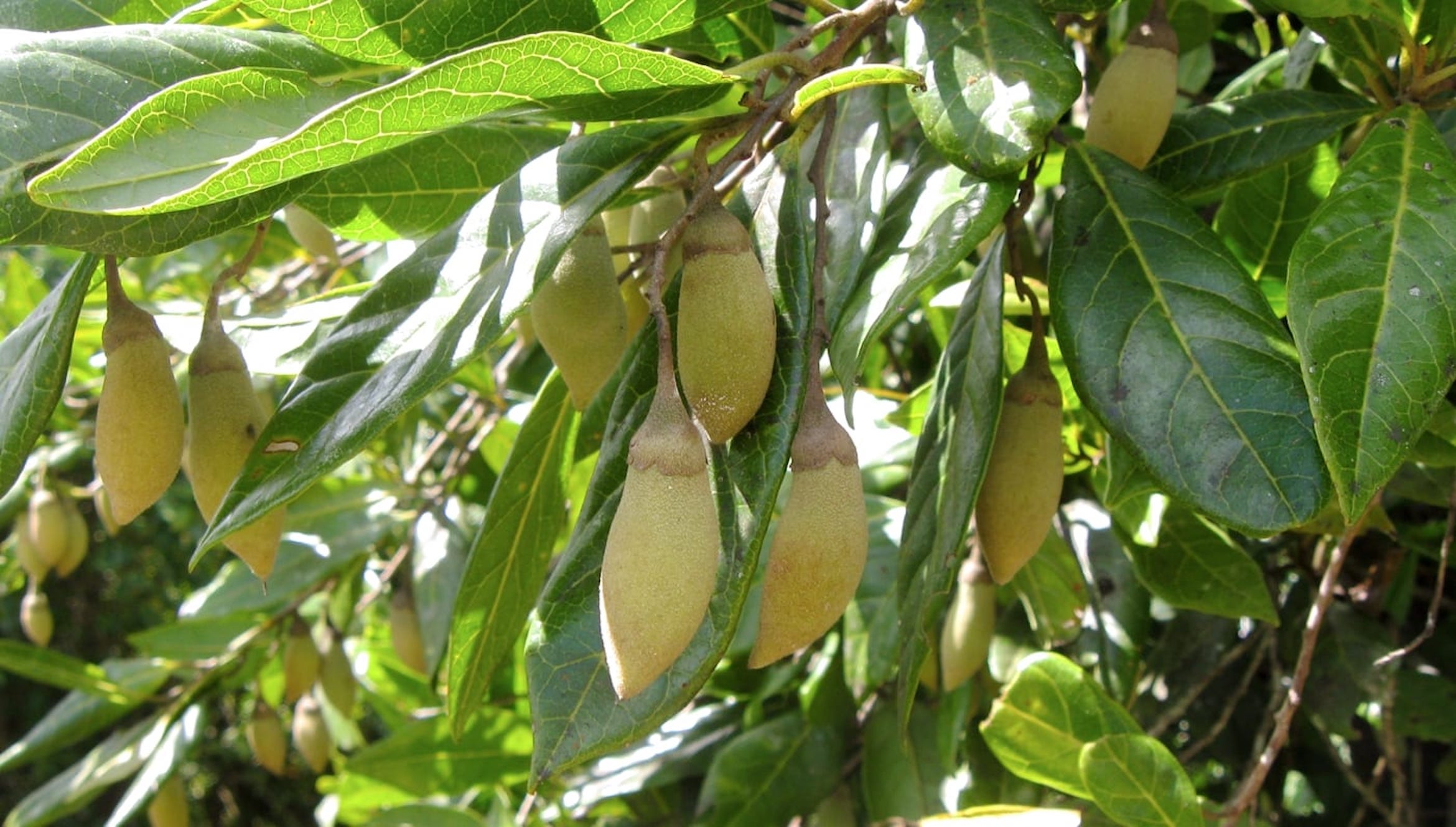 Purchasing Palm Rainforests in Puerto Rico Rainforest Trust