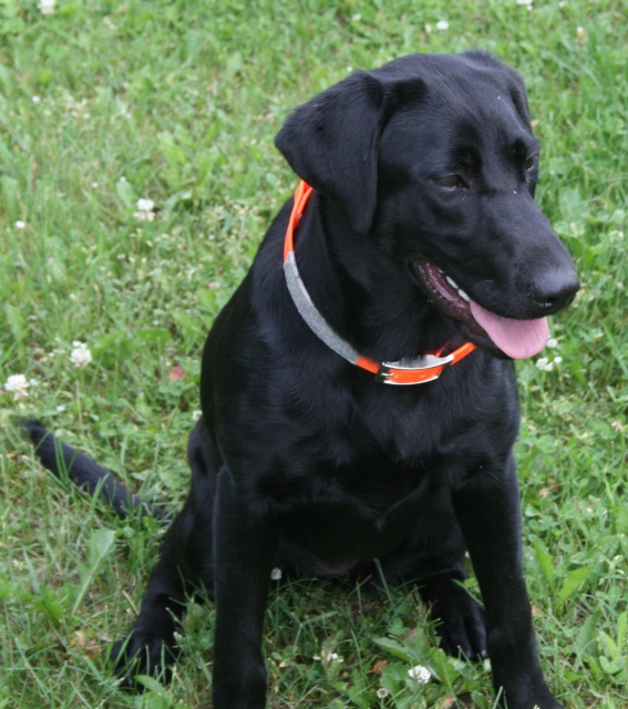 Rainmaker Labs, AKC field chocolate, yellow, black puppies, studs