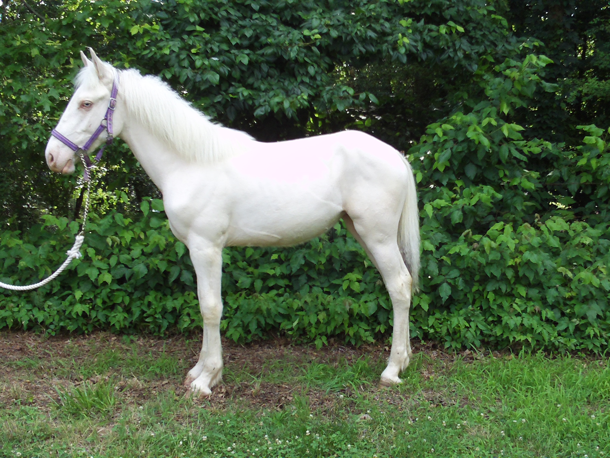 HORSES & TACK FOR SALE Raintree Equestrian Center