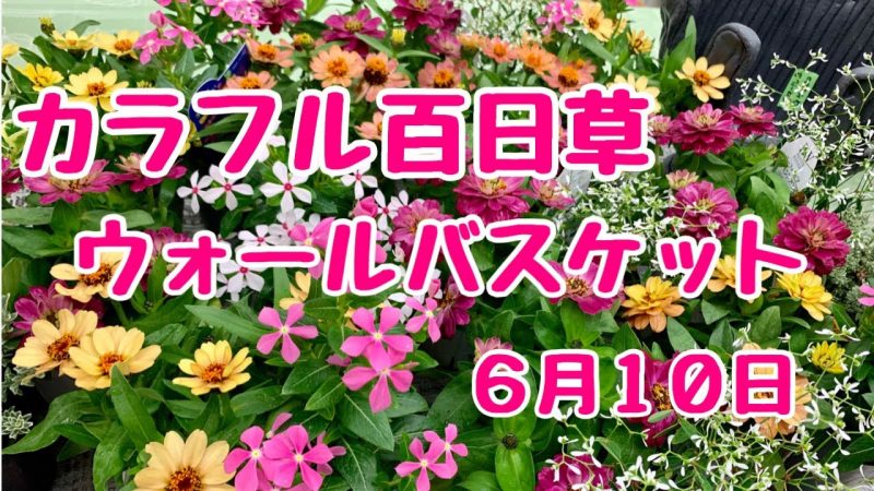 上からジニアでカラフルなハンギングバスケット Rainy Days