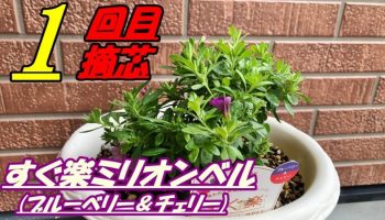 花 すぐ楽ミリオンベル ブルーベリー チェリー の育て方 植え付け Rainy Days