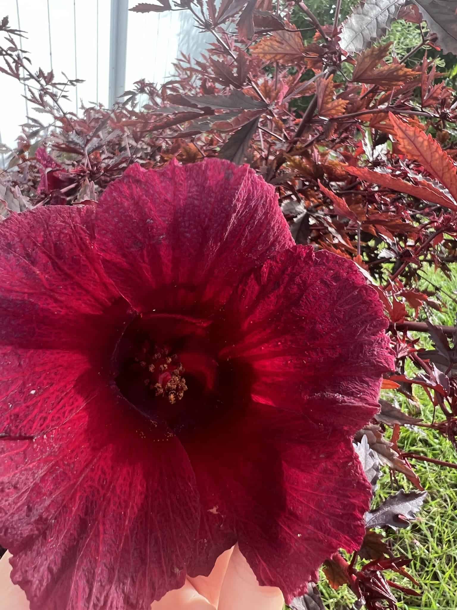 Growing Cut Flowers in Florida Raised Bed Gardening Guide