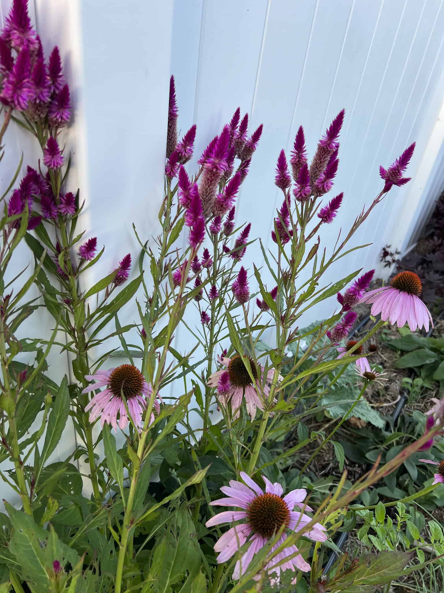 Growing Cut Flowers in Florida Raised Bed Gardening Guide