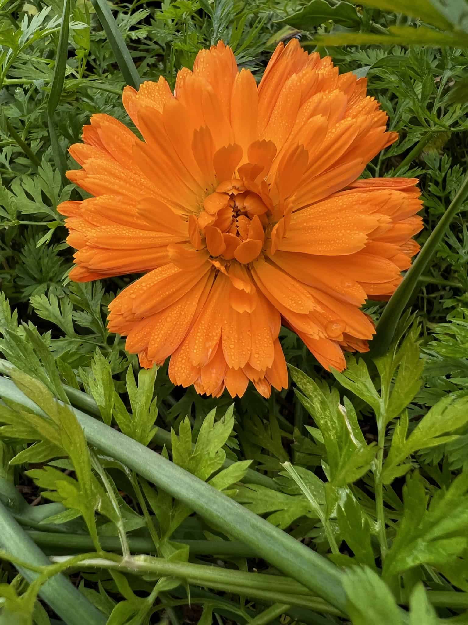 Growing Cut Flowers in Florida Raised Bed Gardening Guide