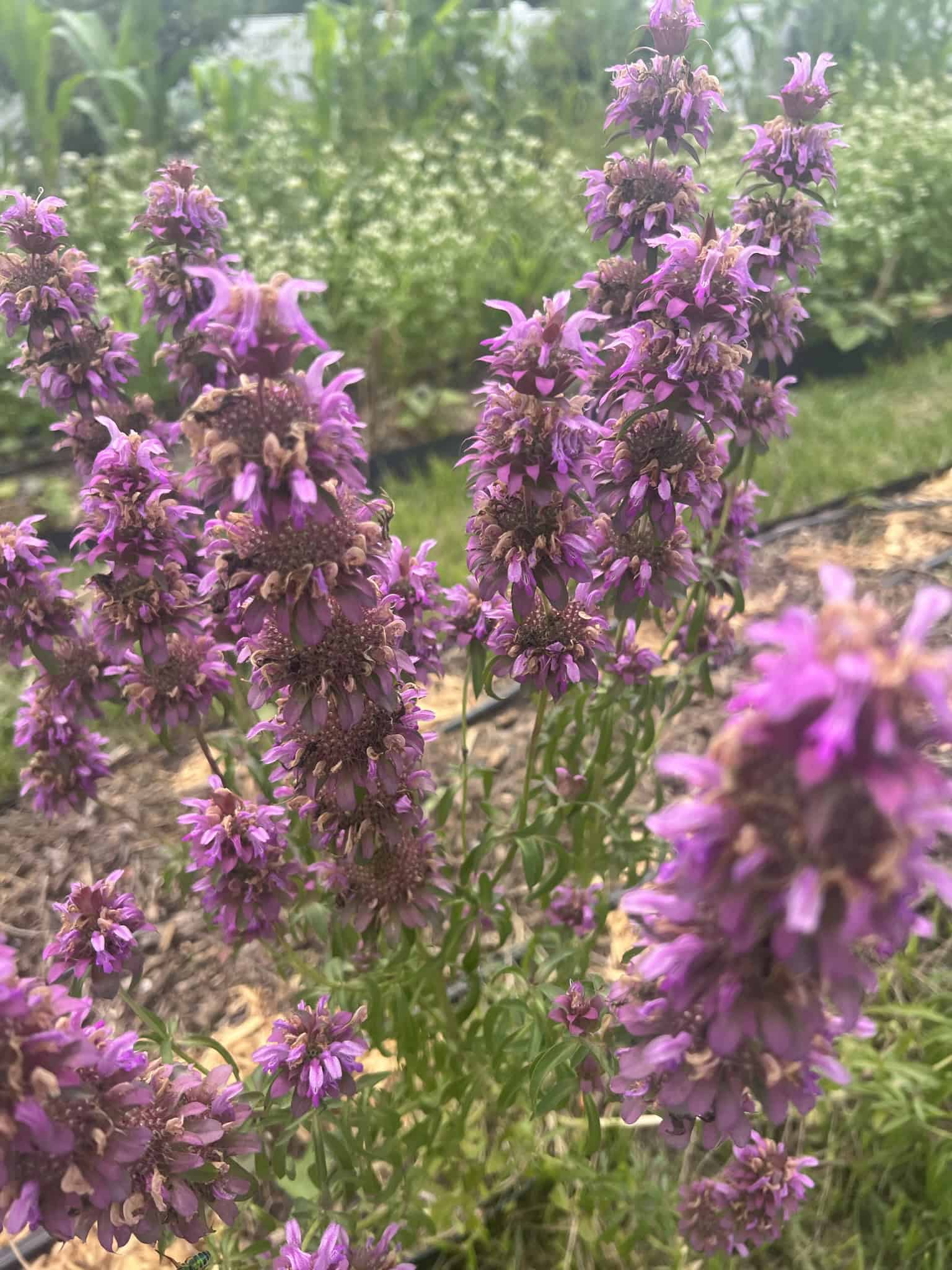 Growing Cut Flowers in Florida Raised Bed Gardening Guide