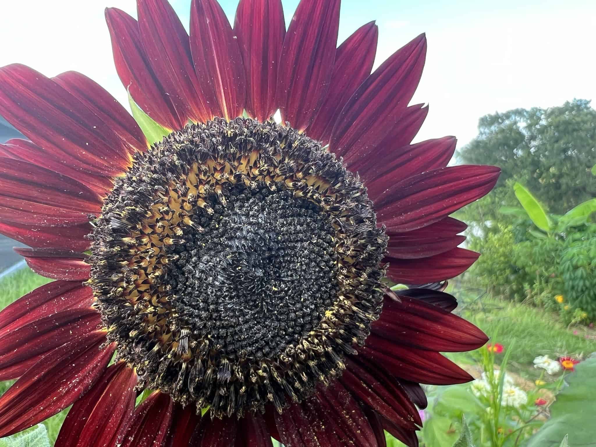 Growing Cut Flowers in Florida Raised Bed Gardening Guide