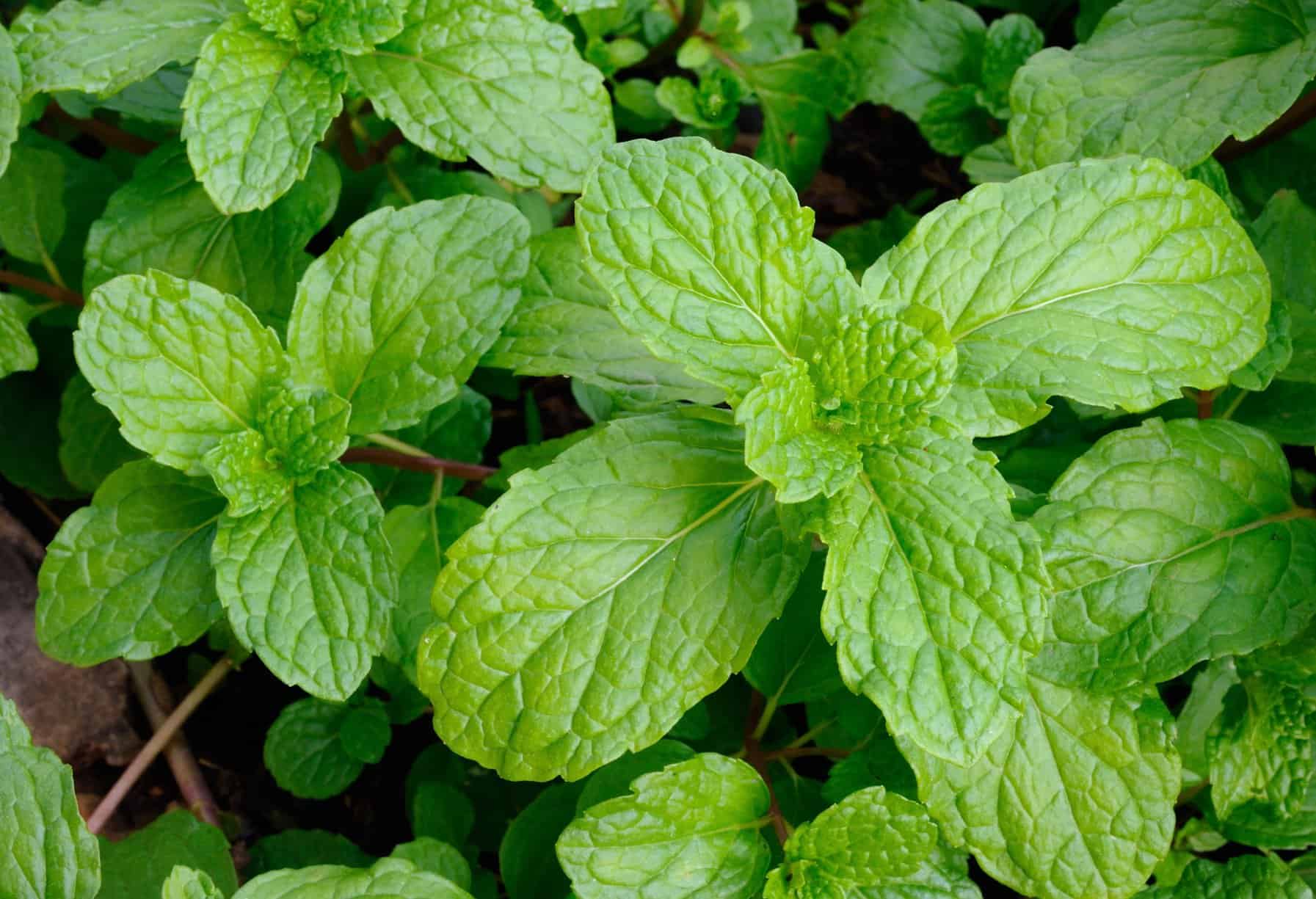 Growing herbs in Florida Raised Bed Gardening Guide