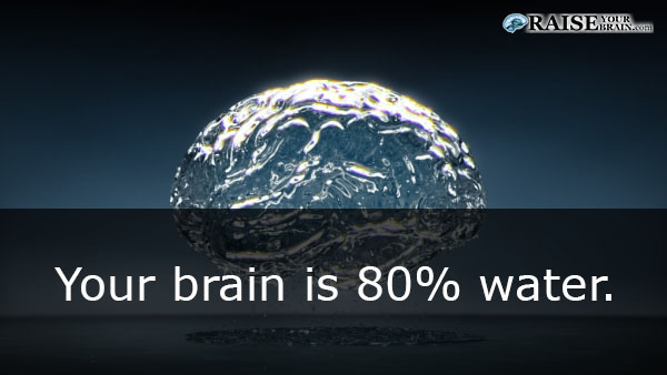 33 Human body facts brain parts and functions
