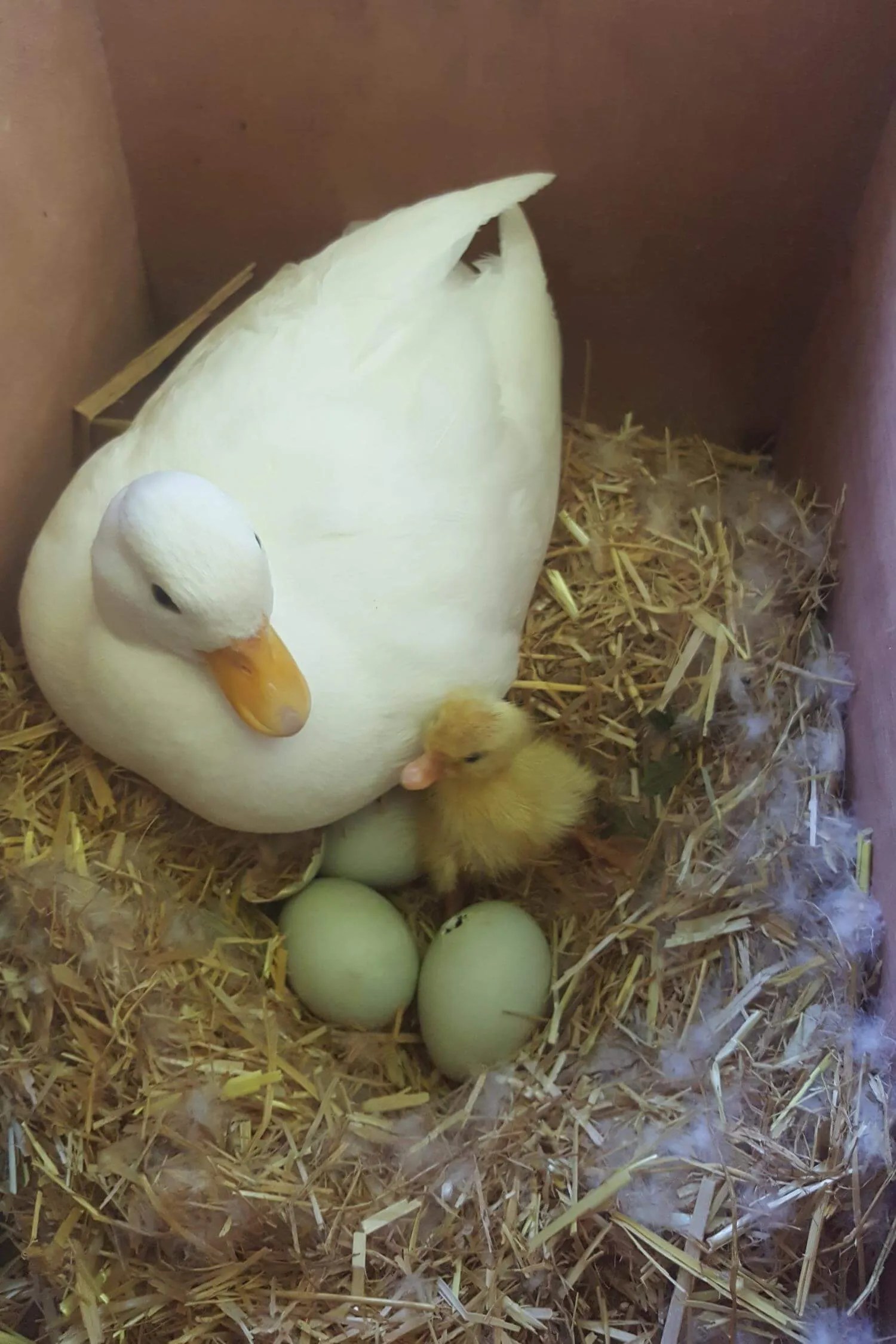 The Call duck breed guide — Raising Ducks