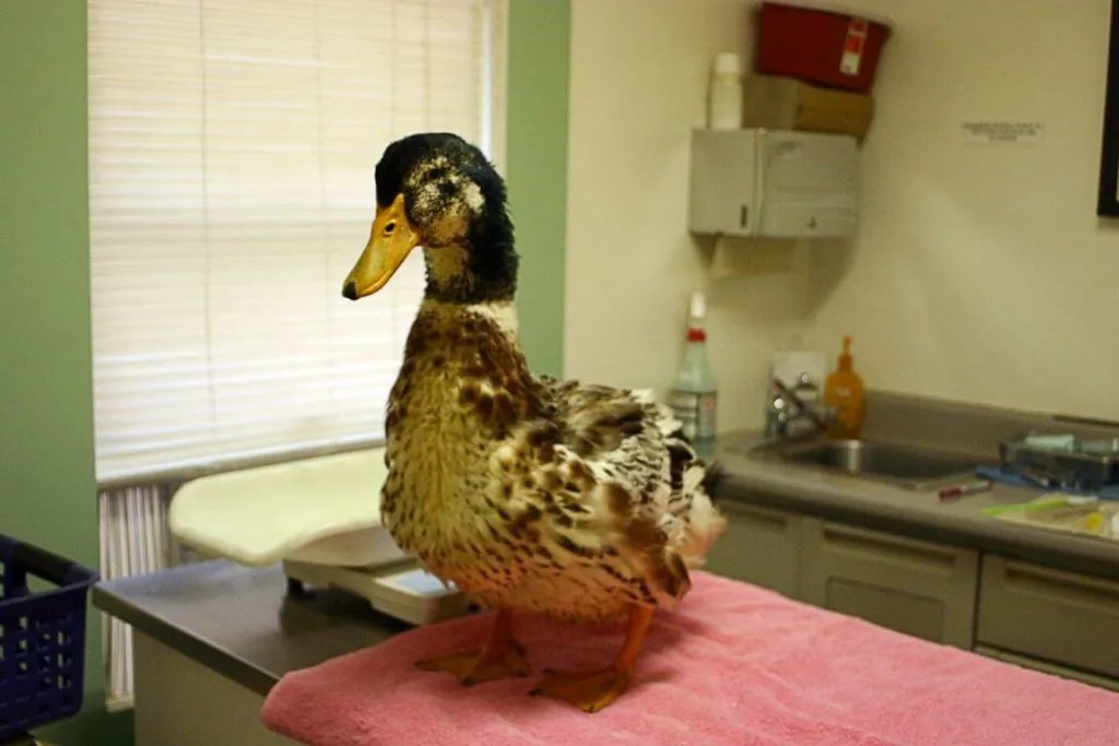 How to Care For and Treat a Sick Duck — Raising Ducks