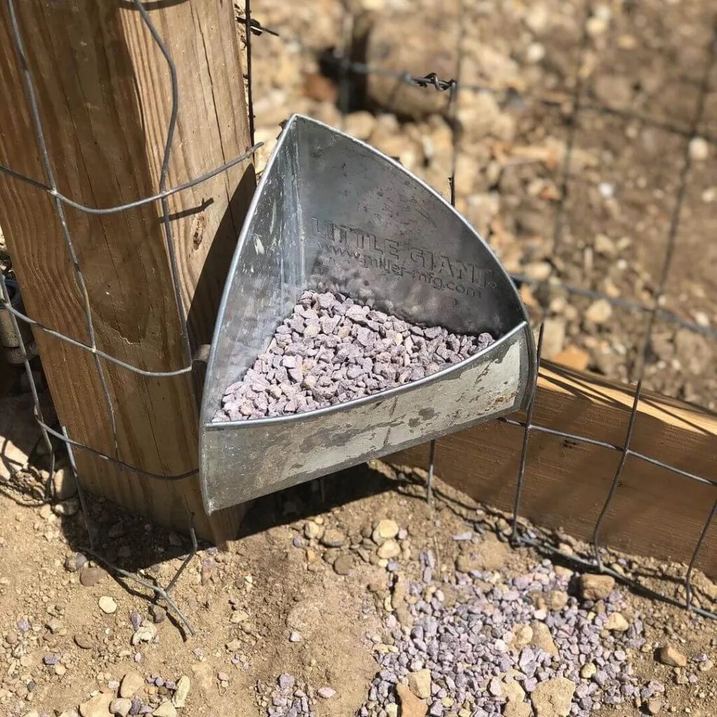 Insoluble Grit for Ducks Complete Guide — Raising Ducks