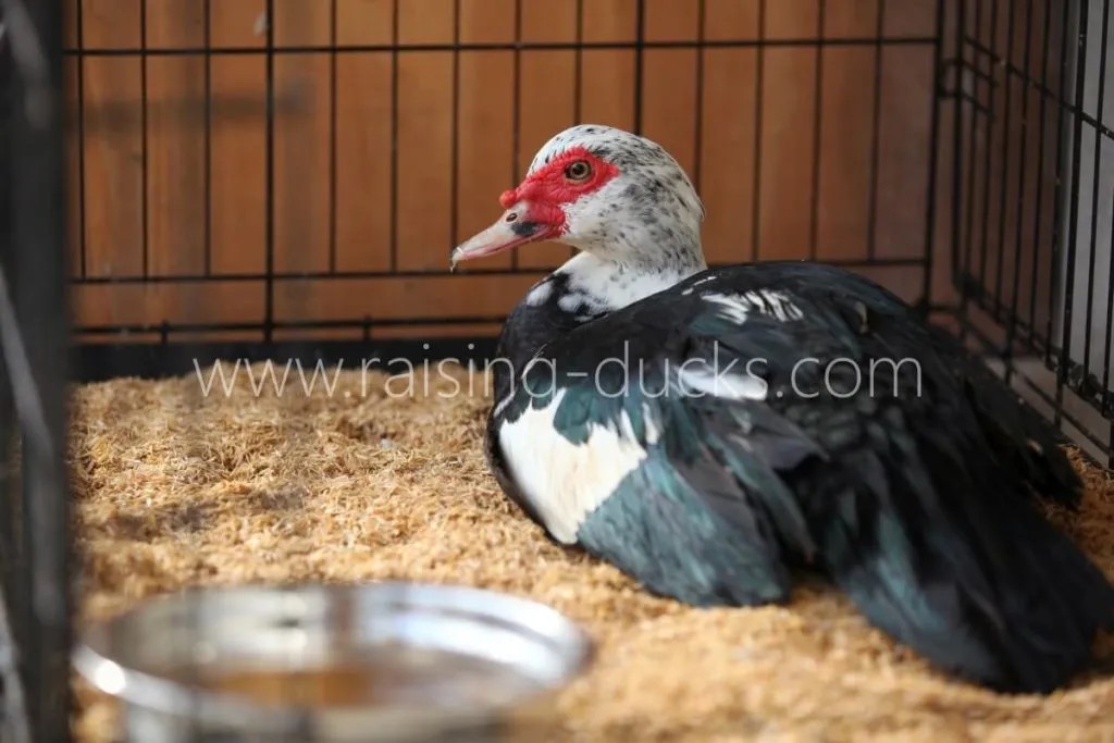 How to Care For and Treat a Sick Duck — Raising Ducks