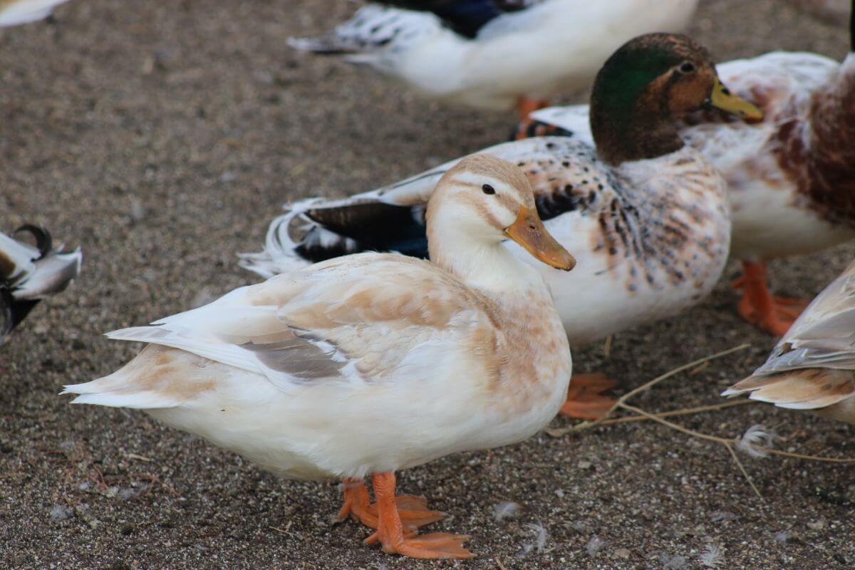 Australian Spotted Duck Raising Ducks