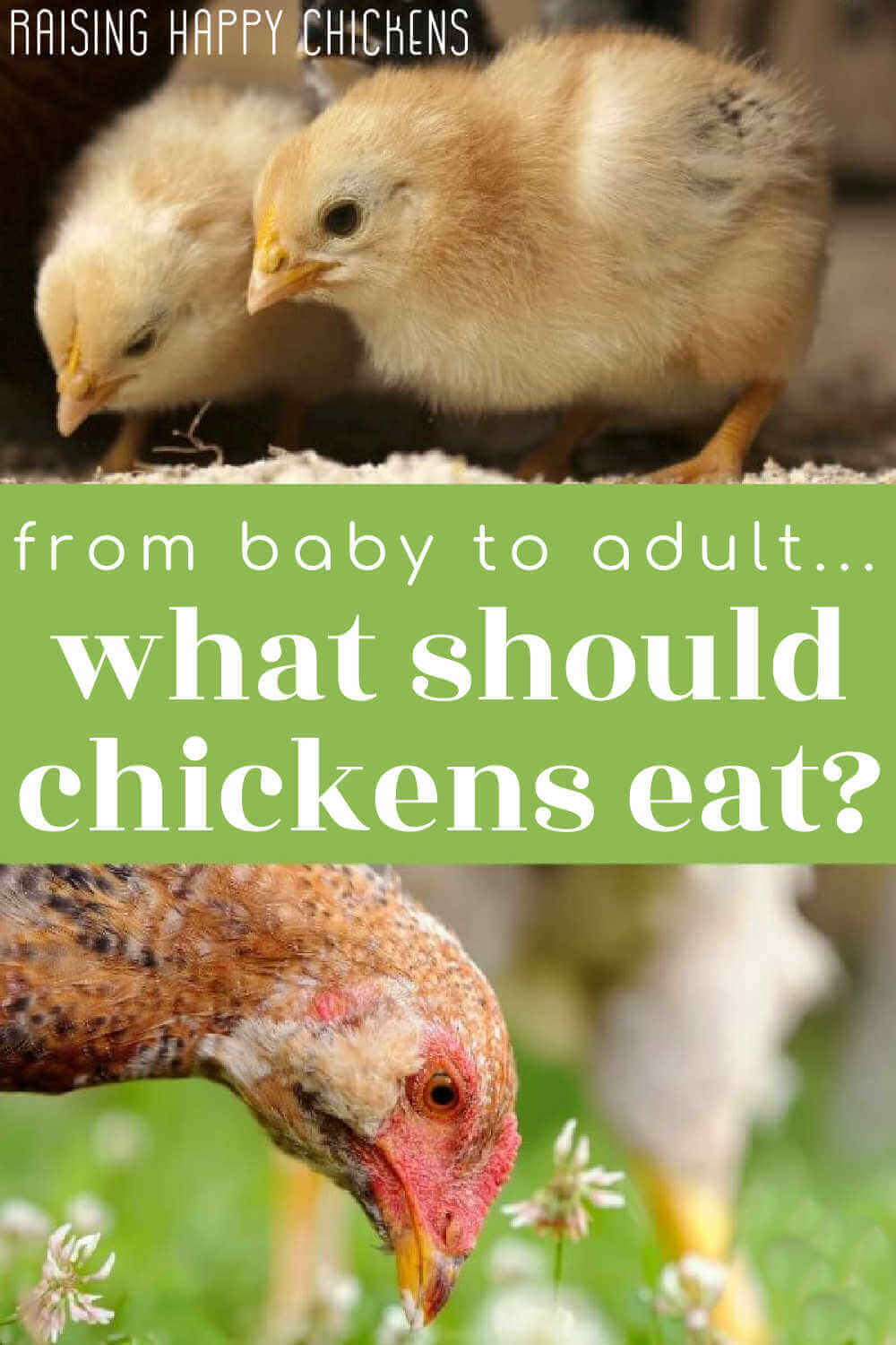 What should chickens eat to keep healthy and happy?