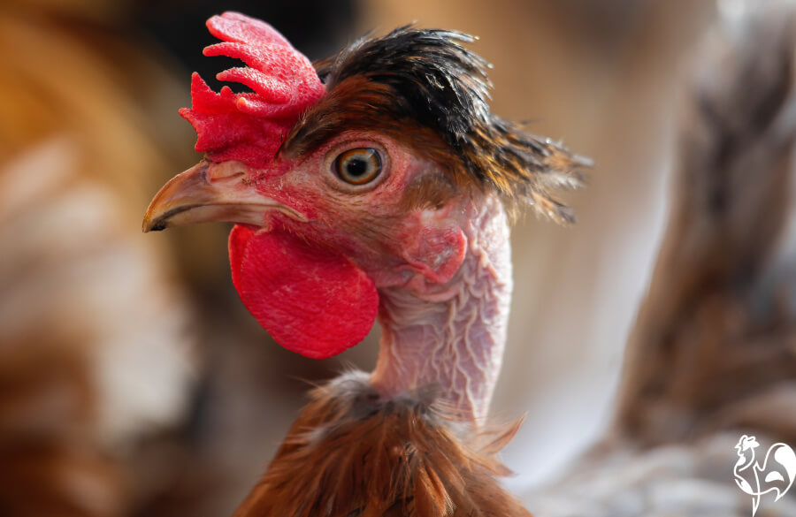Why is my chicken losing feathers?