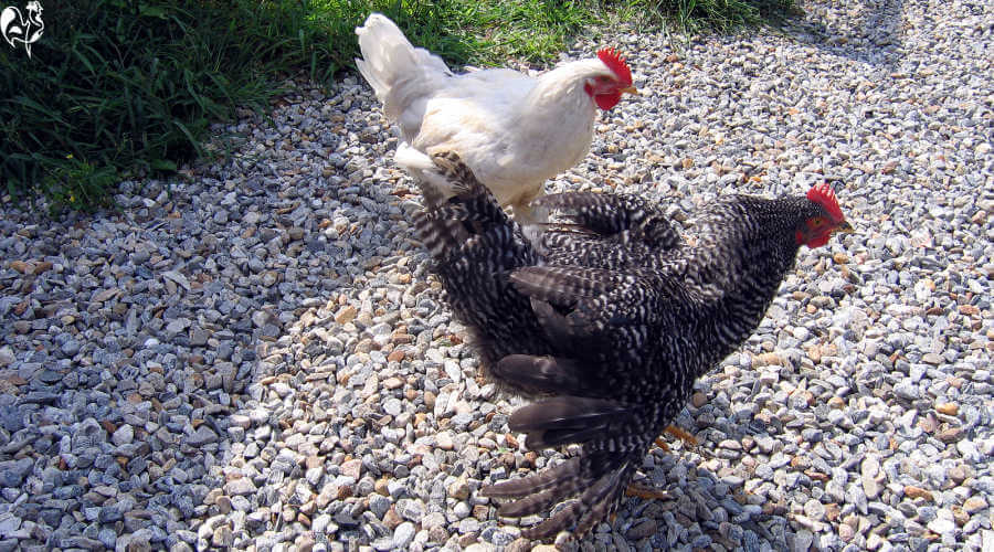Best flooring for the chicken run ten different types on test.