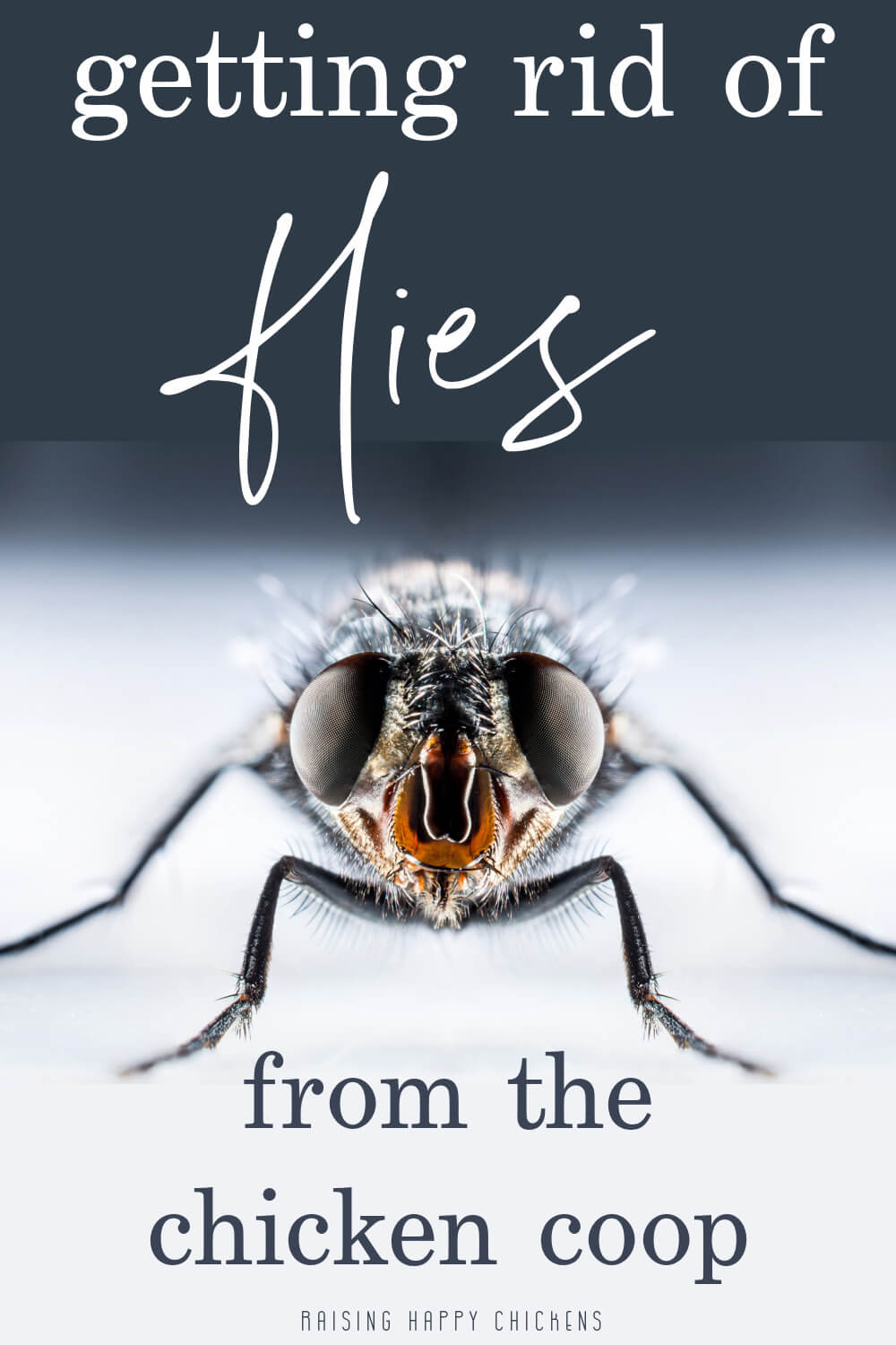 How to get rid of flies from the chicken coop.