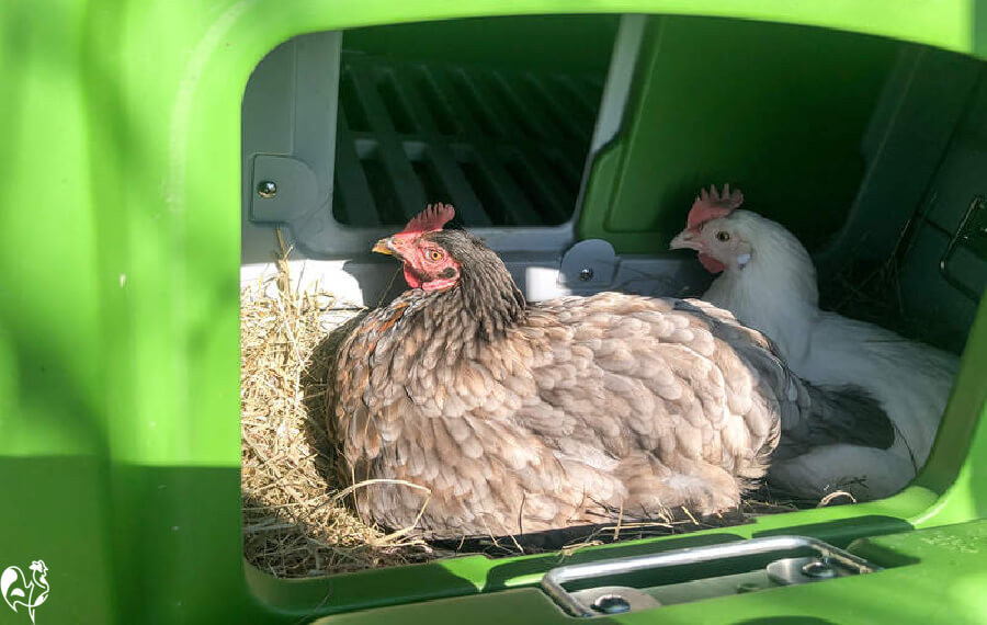 The Omlet chicken coop what's so special about its design?