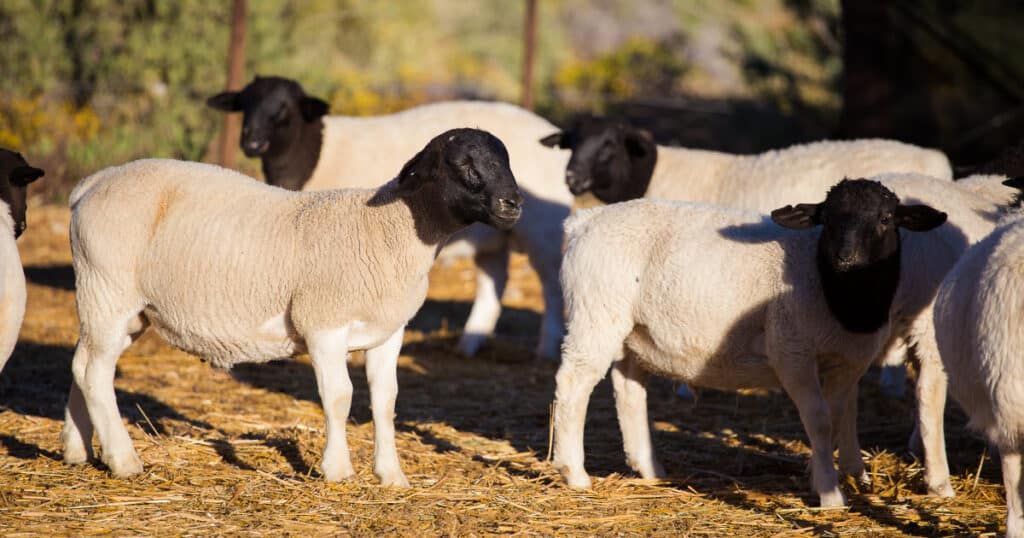 Dorper Sheep Breed Information, History & Facts