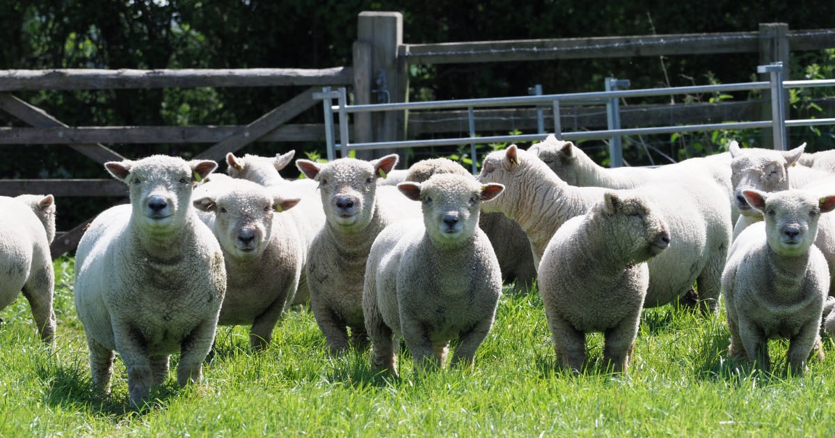 Southdown Sheep Breed Information, History & Facts