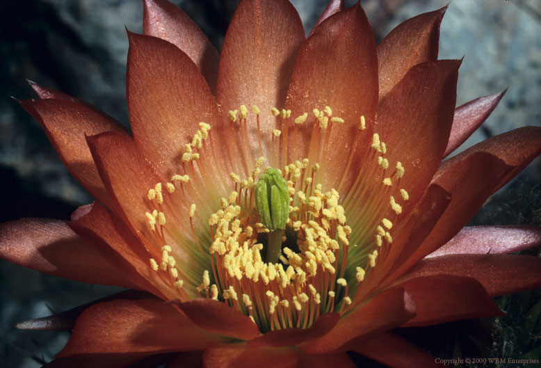 Ramblin' Cameras Gallery of Exotic Cactus Flowers