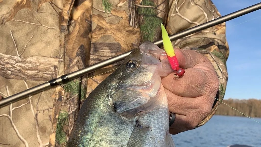 Reelfoot Lake Crappie Fishing Rambling Angler Outdoors