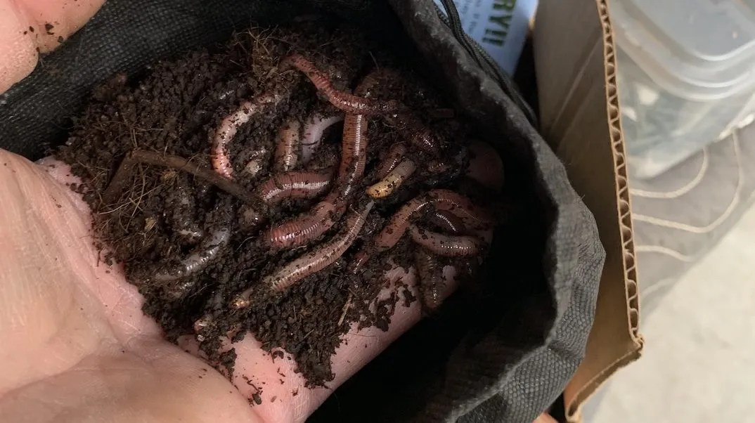 Raising Worms for Fishing Bait FISHING Rambling Angler Outdoors