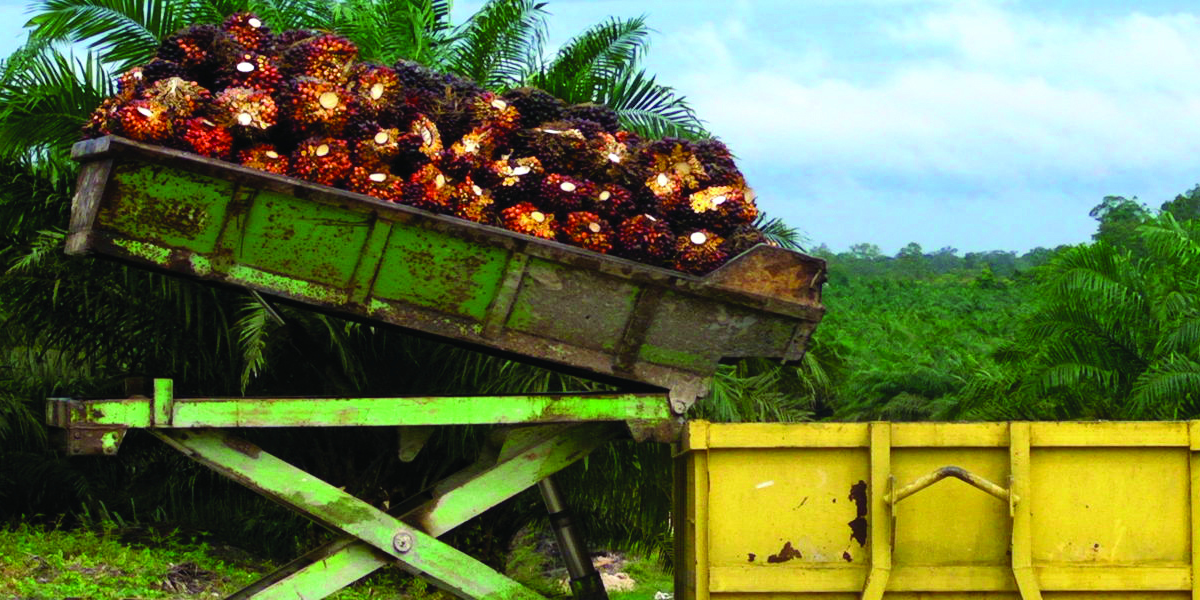 Palm Oil Fact Sheet Rainforest Action Network