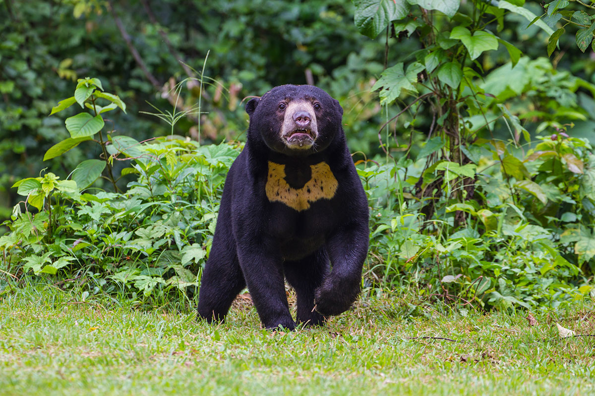 Wildlife Fact Sheet Sun Bear Rainforest Action Network