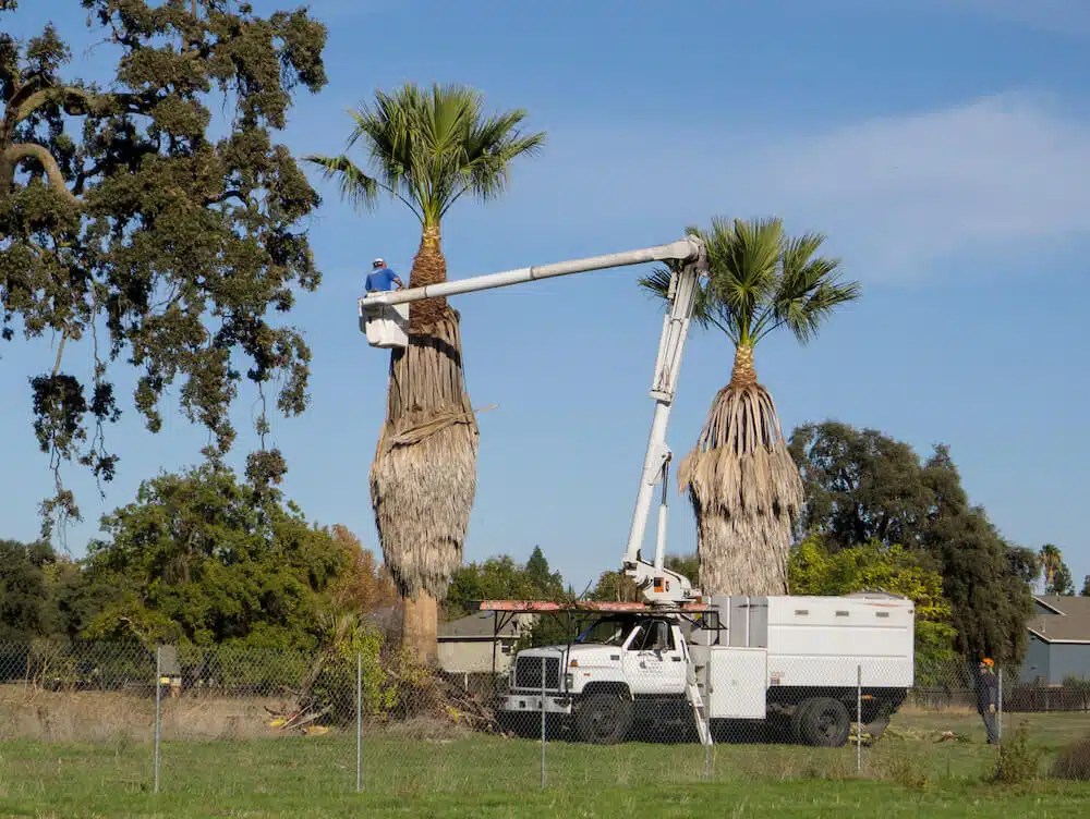 Palm Tree Skinning, Trimming & Removal Rancho Tree Care