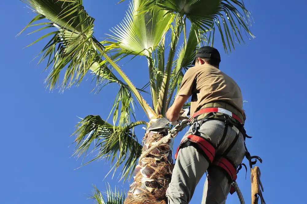 Palm Tree Skinning, Trimming & Removal Rancho Tree Care