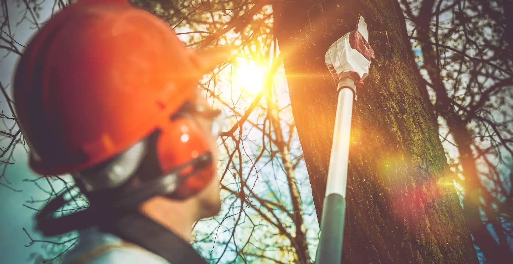 Professional Tree Pruning and Lacing Services Rancho Tree Care