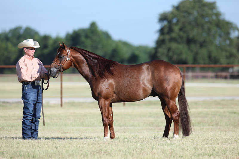 Learn more about Electric Code and see photos and pedigree HERE.