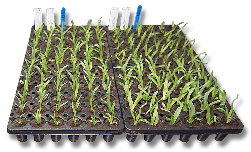 Plant Stages Rancho Tissue