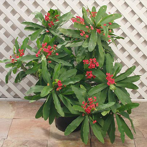 EUPHORBIA milii ‘Cherokee’ Rancho Tissue