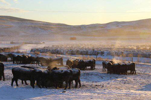 Ranch Hand needed at Nebraska Cattle Ranch