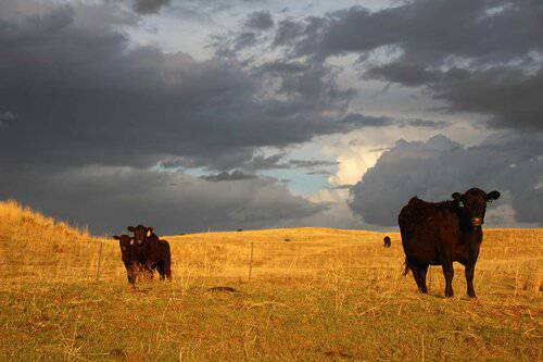 Ranch Hand needed at Nebraska Cattle Ranch