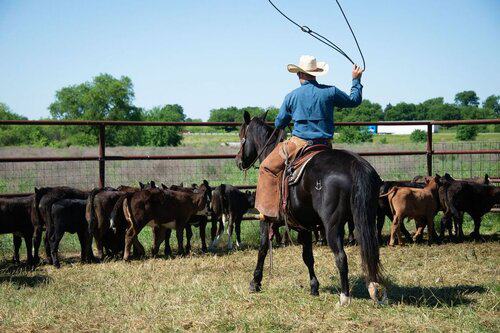 Position Wanted Ranch Hand / Manager