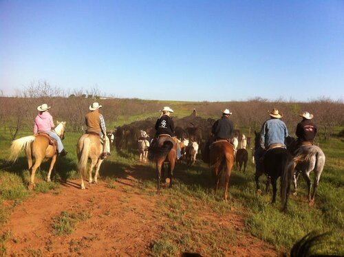 Fulltime Horse Trainer needed at Working Cattle Ranch in North Texas