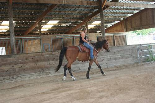 Assistant Horse Trainer needed in Northern California